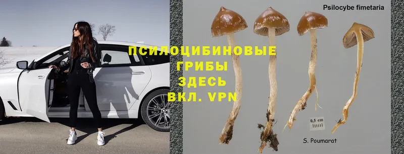 Галлюциногенные грибы Magic Shrooms  ОМГ ОМГ сайт  Глазов 